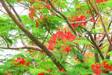 tavus kuşu çiçek kırmızı beyaz arka planda (Caesalpinia pulcherrima yaz genel parkta blooming)