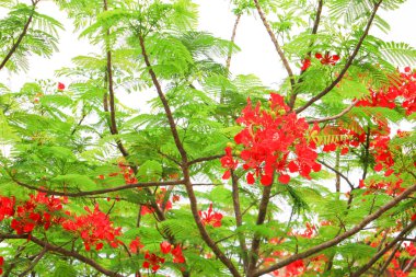 tavus kuşu çiçek kırmızı beyaz arka planda (Caesalpinia pulcherrima yaz genel parkta blooming)
