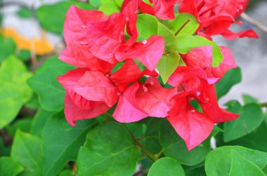 Bougainvillea çiçek pembe yeşil yaprakları güzel bahçede ile. odak alan sığ derinliği seçin