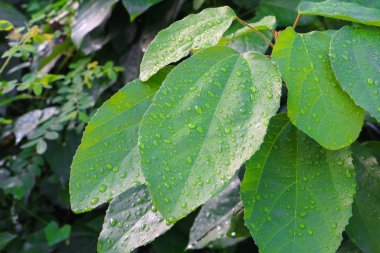 Su damlası yaprakları yeşil güzel doğa seçin odak alan sığ derinliği ile