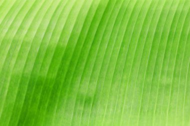 muz yaprak doku doğa arka planda için odak alan sığ derinliği ile seçin