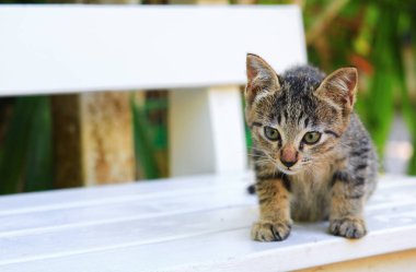 yavru kedi gri kadar güzel kapatın