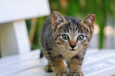 yavru kedi gri kadar güzel kapatın