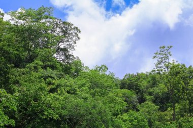 yağmur ormanı tropic manzara mavi gökyüzü arka plan ile yaz aylarında güneş ışığı altında