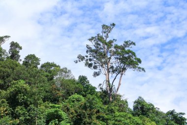 yağmur ormanı tropic manzara mavi gökyüzü arka plan ile yaz aylarında güneş ışığı altında