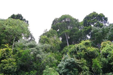 yağmur ormanı tropic manzara mavi gökyüzü arka plan ile yaz aylarında güneş ışığı altında