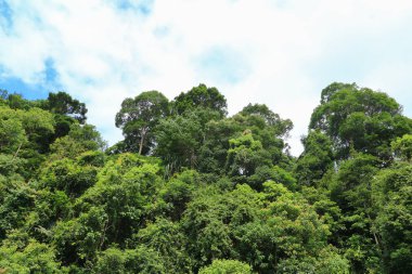 yağmur ormanı tropic manzara mavi gökyüzü arka plan ile yaz aylarında güneş ışığı altında