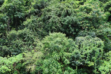 yağmur ormanı tropic manzara mavi gökyüzü arka plan ile yaz aylarında güneş ışığı altında