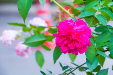 ağaç bahçe seçin odak sığ derinlik ve bulanık arka plan üzerinde güzel kırmızı gül