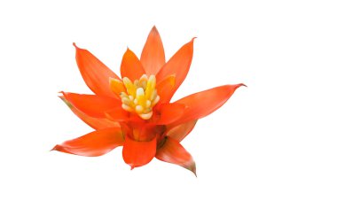 Bromeliads izole beyaz arka planda (bilimsel adı Guzmania ligulata kırmızı güzel doğal çiçek)