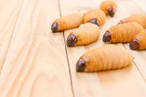 Red palm weevil on the wooden floor background(Rhynchophorus ferrugineus) Larvae of insects Selective focus with shallow depth of field