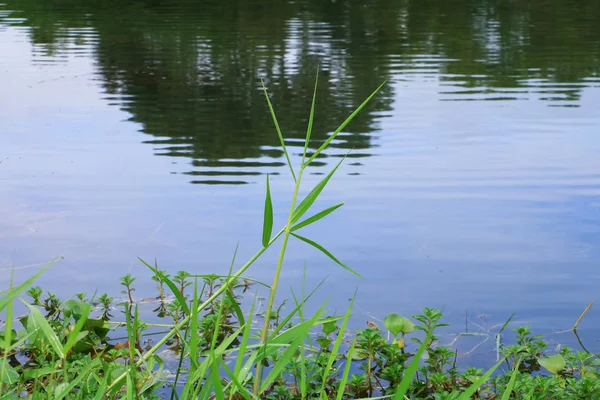 Liść Trawa Woda Reflection Parku Publicznym — Zdjęcie stockowe