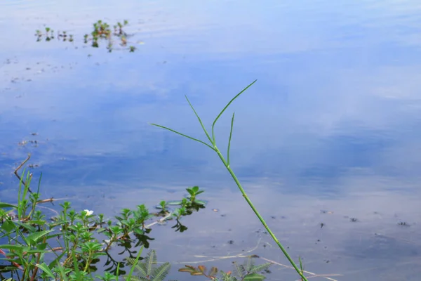 Liść Trawa Woda Reflection Parku Publicznym — Zdjęcie stockowe