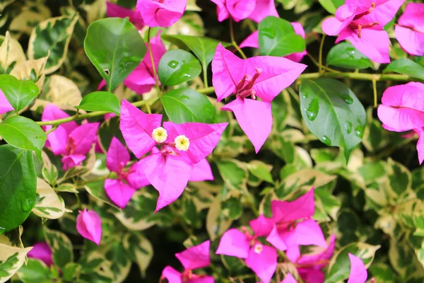 Bougainvillea Цветок Фиолетовый Зелеными Листьями Красиво Саду Выбрать Неглубокую Глубину — стоковое фото