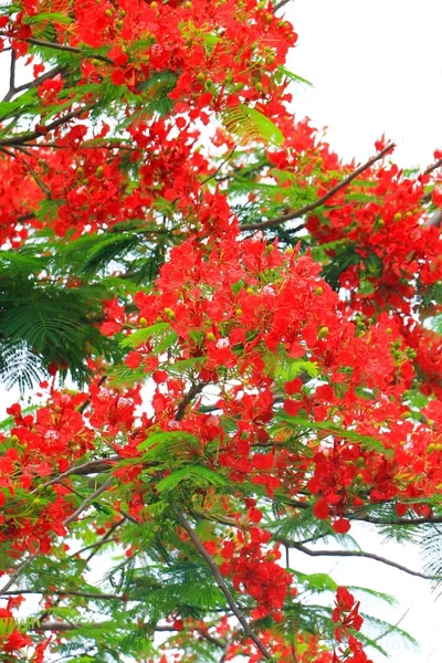 tavus kuşu çiçek kırmızı beyaz arka planda (Caesalpinia pulcherrima yaz genel parkta blooming)