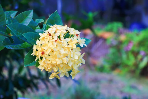 Ixora Ακίδα Λουλούδι Κίτρινο Νερό Αφήστε Στη Φύση Κοινή Ονομασία — Φωτογραφία Αρχείου