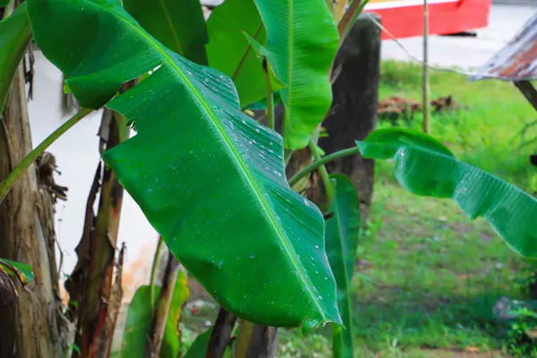 Μπανάνα Φύλλα Υφή Για Φόντο Στη Φύση Επιλέξτε Εστίαση Ρηχό — Φωτογραφία Αρχείου