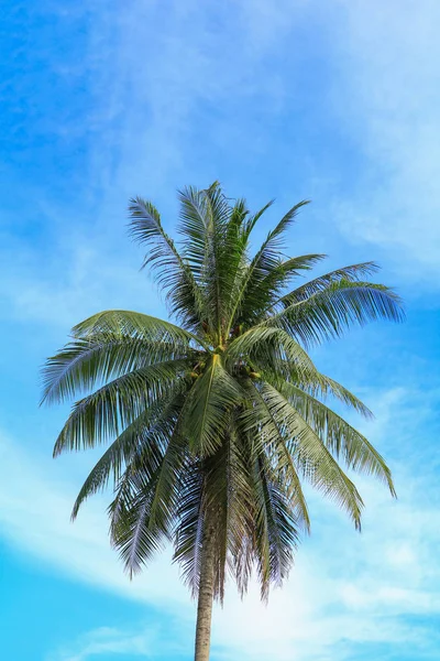 Coconut Tree Jungle Palms Tropics Sky Background Copy Space — Stock Photo, Image