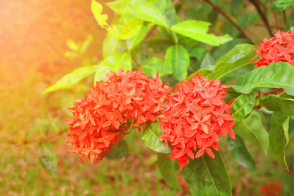 Mahs Spike Çiçek Kırmızı Ile Doğanın Işık Gün Batımı Ortak — Stok fotoğraf