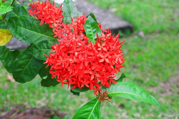 Ixora Flor Espiga Roja Con Naturaleza Nombre Común Ixora Coccinea — Foto de Stock