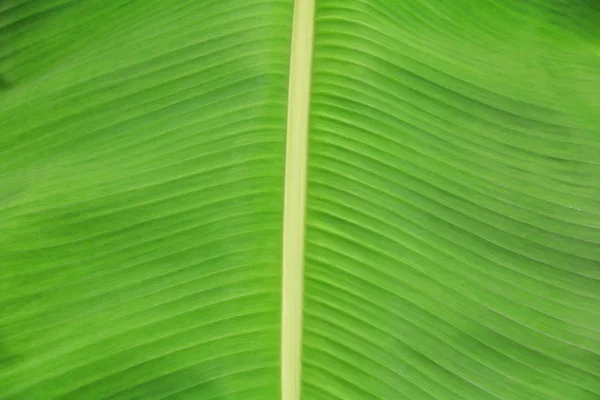 自然の背景のバナナの葉のテクスチャーは フィールドの浅い深さでフォーカスを選択します — ストック写真