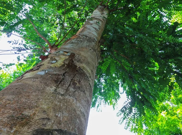 Großer Baumwald Tropischen Mit Zweigen Und Grünen Waldblättern Hintergrund Der — Stockfoto