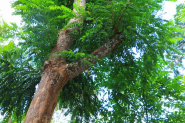Θάμπωμα Μεγάλο Δέντρο Δάσος Τροπικών Υποκατάστημα Και Πράσινο Φόντο Δάσος — Φωτογραφία Αρχείου