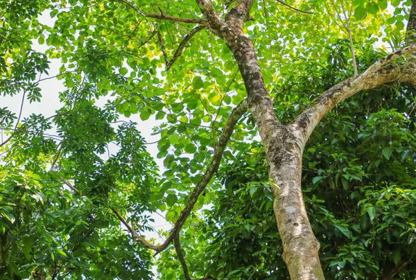 Großer Baumwald Tropischen Mit Zweigen Und Grünen Waldblättern Hintergrund Der — Stockfoto