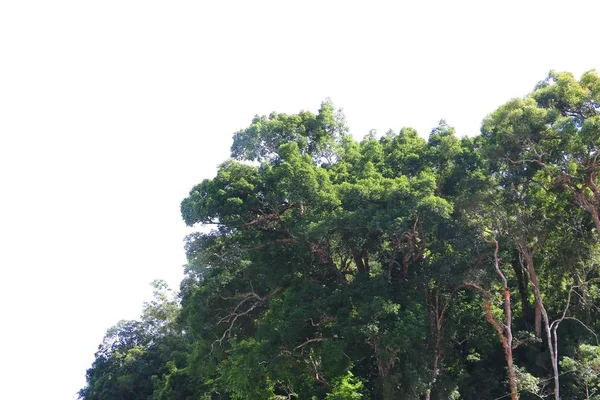 Regenwoud Tropic Landschap Zonlicht Zomer Met Blauwe Hemelachtergrond — Stockfoto