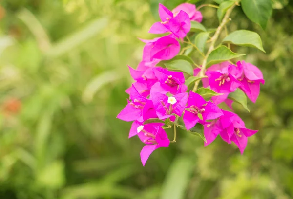 bougainvillea flower purple with green leaves beautiful in the garden. select focus shallow depth of field