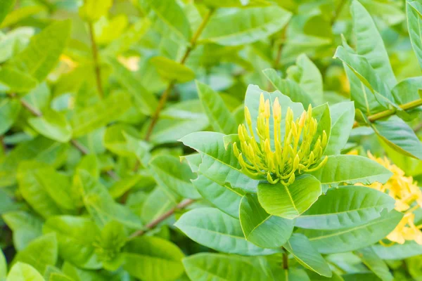 Bunga Lxora Kuning Taman Memilih Fokus Dengan Kedalaman Bidang Yang — Stok Foto