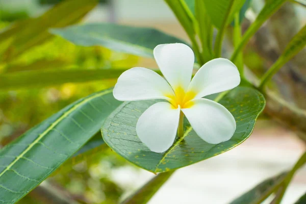 Plumeria Blomma Vit Gul Träd Gemensamma Namn Pocynaceae Frangipani Pagoda — Stockfoto