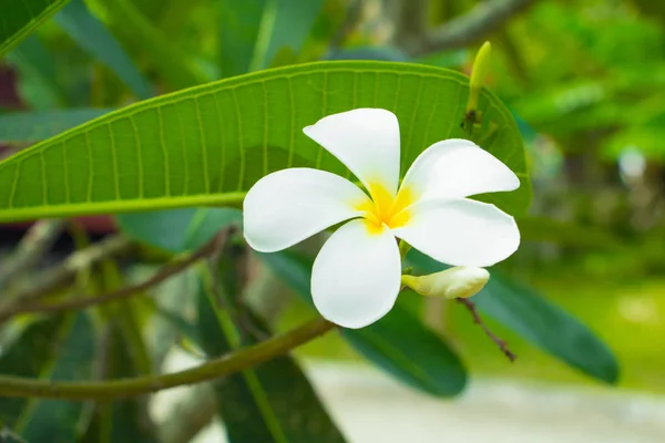 Πλουμέρια Λουλούδι Λευκό Κίτρινο Δέντρο Κοινή Ονομασία Pocynaceae Frangipani Παγόδα — Φωτογραφία Αρχείου