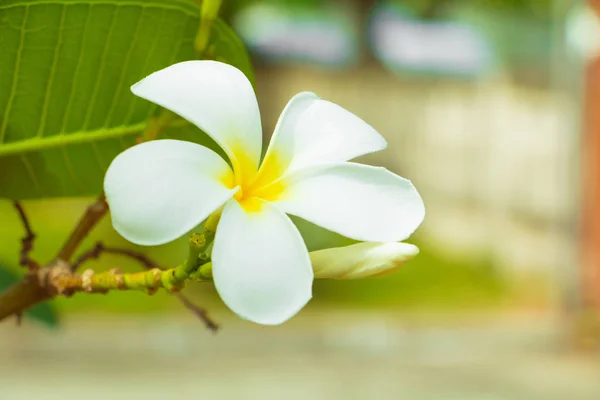 Живці Квітів Квітки Білий Жовтий Дереві Загальні Pocynaceae Frangipani Пагода — стокове фото