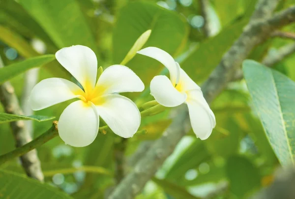 Plumeria Flower White Gelb Auf Baum Gebräuchlicher Name Pocynaceae Frangipani — Stockfoto