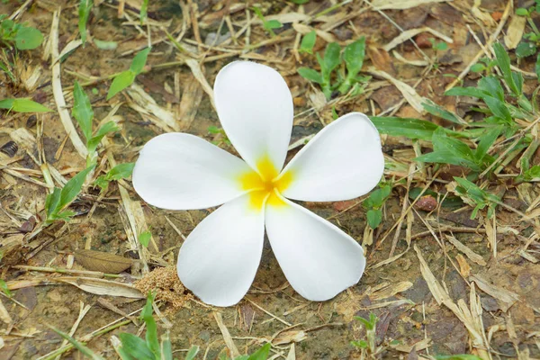 Plumeria Çiçek Beyaz Sarı Kuru Arka Plan Ortak Pocynaceae Frangipani — Stok fotoğraf