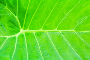 yeşil yaprak yumuşak doku güzel arka plan kopya alanı ile metin eklemek (Colocasia esculenta (L.) Schott Yılanyastığıgiller )