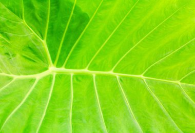 yeşil yaprak yumuşak doku güzel arka plan kopya alanı ile metin eklemek (Colocasia esculenta (L.) Schott Yılanyastığıgiller )