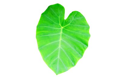 Caladium yaprak yeşil doku arka plan beyaz arka plan üzerinde izole ve kırpma yoluyla kopya alanı metin ekleme