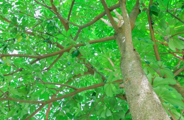ormandaki alt görünümü kopya alanı ile beyaz arka plan üzerinde güzel ağacın dal yaprağı metin ekleyin
