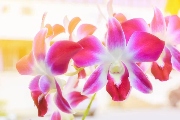 Fioletowy Kwiat Orchidei Piękne Drzewa Miękki Odcień Tło Kopia Miejsce — Zdjęcie stockowe
