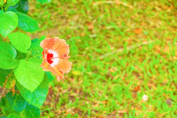 Hibiscus Oranžová Květů Listů Zelené Čerstvé Zahradní Povahy Slunce Světlo — Stock fotografie
