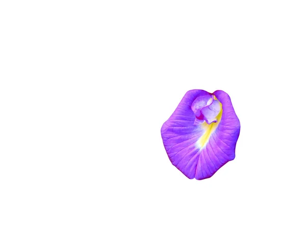 Pillangó Borsó Virág Vagy Elszigetelt Fehér Háttér Vágógörbét Clitoria Ternatea — Stock Fotó