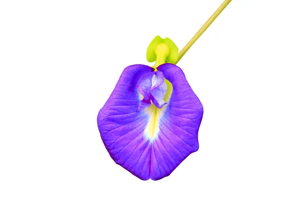 Butterfly Pea Flower Blue Pea Isolated White Background Clipping Path — Stock Photo, Image