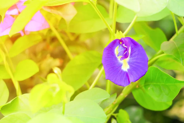 Borboleta Flor Ervilha Ervilha Azul Folha Natureza Com Espaço Cópia — Fotografia de Stock