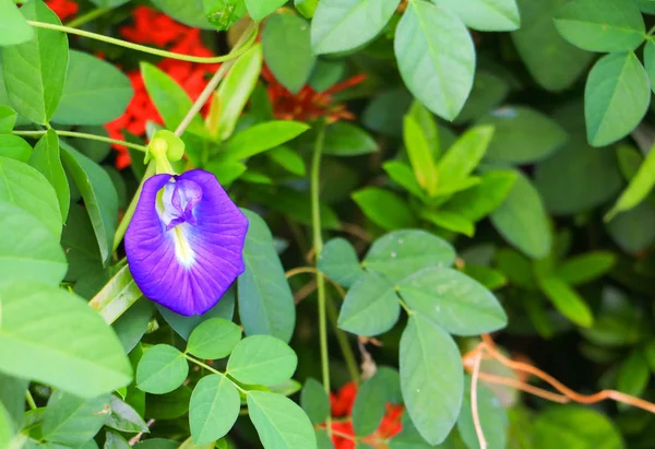 Borboleta Flor Ervilha Ervilha Azul Folha Natureza Com Espaço Cópia — Fotografia de Stock