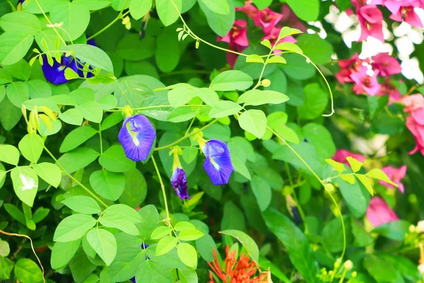 Fleur Pois Papillon Pois Bleu Feuille Dans Nature Avec Espace — Photo