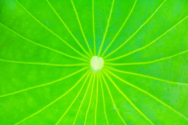 Zielony Liść Miękki Tekstura Piękne Tło Kopia Miejsce Dodaj Tekst — Zdjęcie stockowe