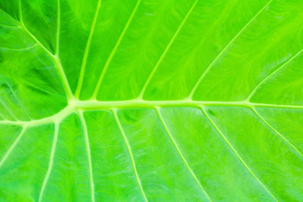 Zielony Liść Miękki Tekstura Piękne Tło Kopia Miejsce Dodaj Tekst — Zdjęcie stockowe