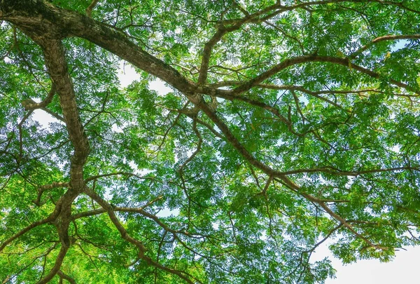 Gałąź Liść Piękne Drzewa Lesie Widok Dołu Białym Tle Kopia — Zdjęcie stockowe